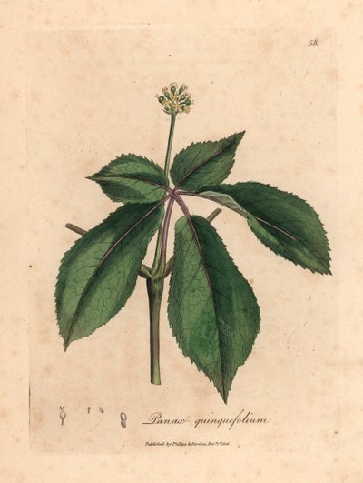 Geelbloeiende ginsengplant, Panax quinquefolium, uit een botanische illustratie van James Sowerby uit William Woodville en Sir William Jackson Hooker