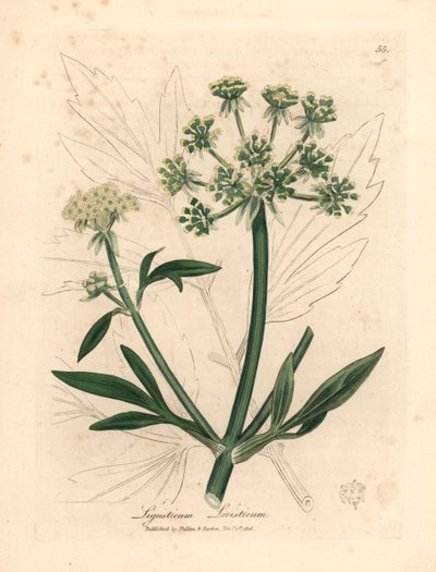 Gele bloeiende lavas, Ligusticum levisticum, uit een botanische illustratie door James Sowerby uit William Woodville en Sir William Jackson Hooker