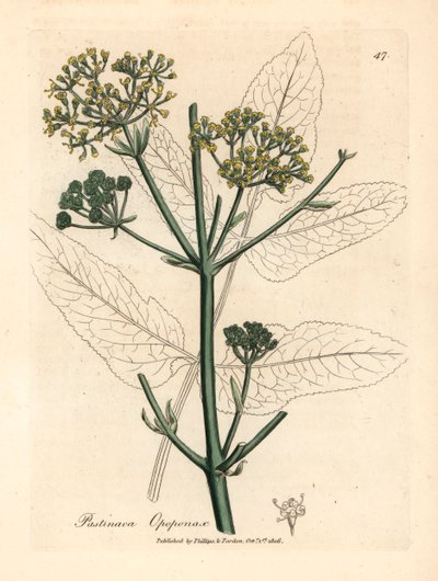 Gele bloeiende opopanax of ruwe pastinaak, Pastinaca opopanax, uit een botanische illustratie van James Sowerby uit William Woodville en Sir William Jackson Hooker