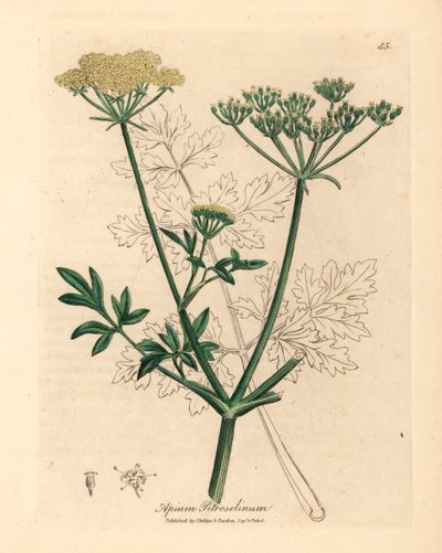 Gele bloeiende peterselie, Apium petroselinum, uit een botanische illustratie door James Sowerby uit William Woodville en Sir William Jackson Hooker