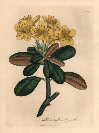 Gele bloeiende rododendron, Rhododendron chrysanthemum, uit een botanische illustratie door James Sowerby uit William Woodville en Sir William Jackson Hooker