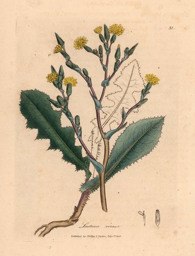 Gele bloeiende wilde sla, Lactuca virosa, uit een botanische illustratie van James Sowerby uit William Woodville en Sir William Jackson Hooker