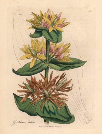 Gele gentiaan, Gentiana lutea, uit een botanische illustratie van James Sowerby uit William Woodville en Sir William Jackson Hooker
