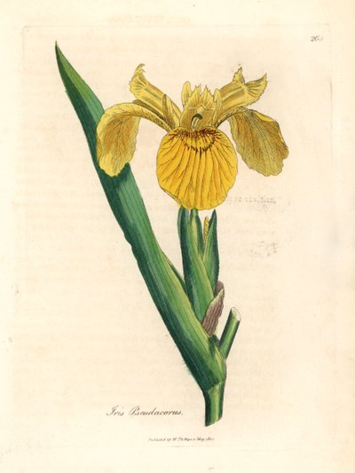 Gele waterzwaardlelie, Iris pseudocorus, uit een botanische illustratie door James Sowerby uit William Woodville en Sir William Jackson Hooker