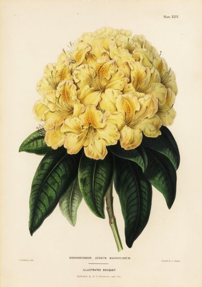Gouden rododendron, Rhodendron aureum magniflorum door James Andrews