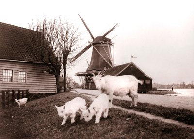 Geiten, Laandam, Nederland, 1898 door James Batkin