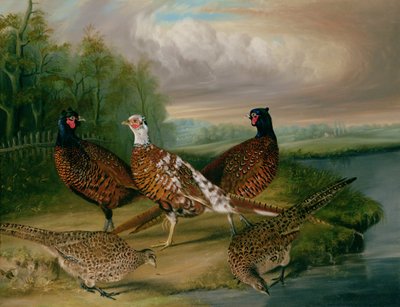 Fazanten bij de rivier de Wensum, Norfolk door James Blazeby