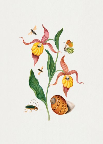 Dames-slipperorchidee door James Bolton