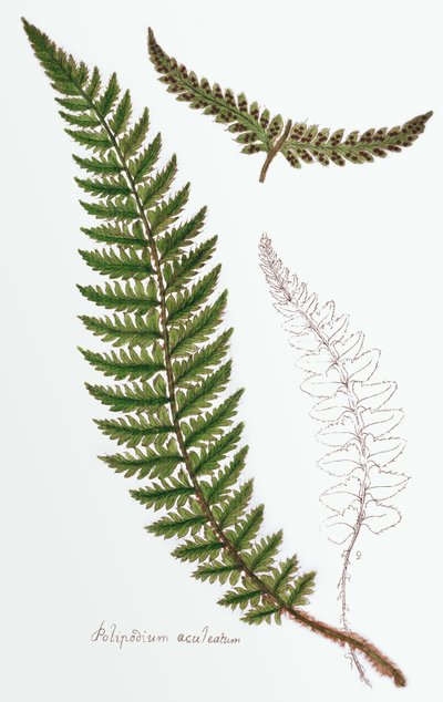 "Polipodium aculeatum", nu Polystichum achuleatum, een veel voorkomende varen in vochtige bossen in de Britse Eilanden, uit "Filices Brittanicae; een Geschiedenis van de Britse Echte Varens", 1785 door James Bolton