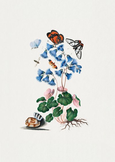 Dwergsleutelbloem door James Bolton