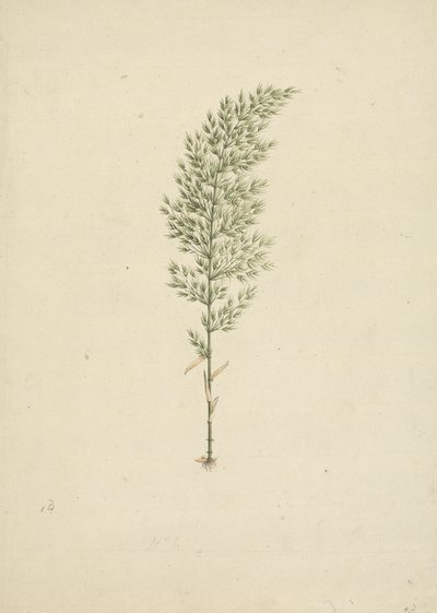 Arundinaria alpina K. Schum. (Afrikaanse bamboe): afgewerkte tekening van gewoonte met wortels door James Bruce