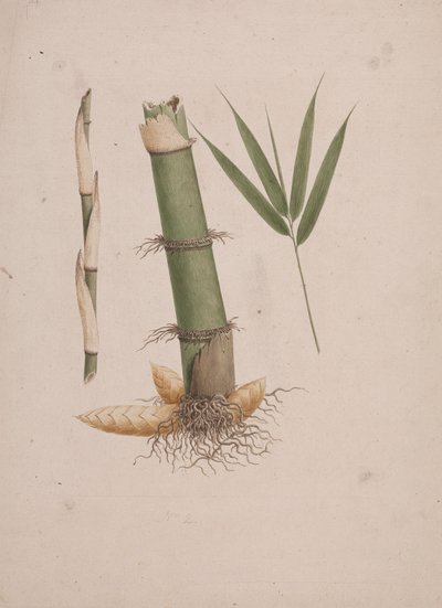 Arundinaria alpina K. Schum. (Afrikaanse bamboe): afgewerkte tekening van secties van stengel en scheut met bladeren door James Bruce