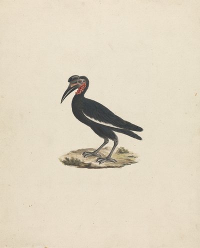 Bocorvus abyssinicus (Abyssinische Grondneushoornvogel) door James Bruce