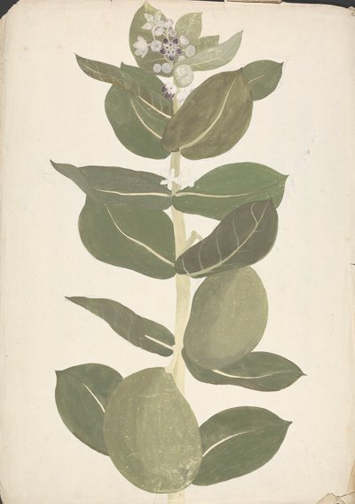 Calotropis procera (Ait.) Ait. f. (Appel van Sodom, Oorboom): afgewerkte tekening van bloeiende en vruchtdragende plant door James Bruce