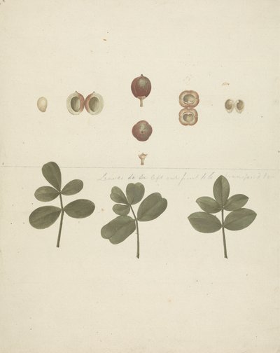 Commiphora gileadensis (L.) C. Chr. (Balsem van Gilead, Opobalsam): afgewerkte tekening van fruit, ontlede vruchten en bladeren door James Bruce