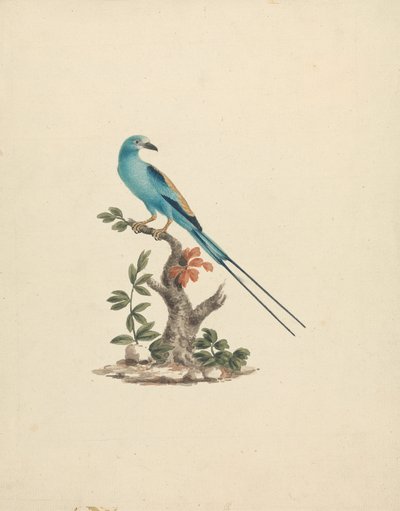 Coracias abyssinicus (Abyssinische roller) door James Bruce