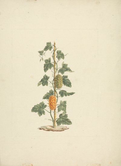Cucumis metuliferus Naud (wilde komkommer): afgewerkte tekening door James Bruce