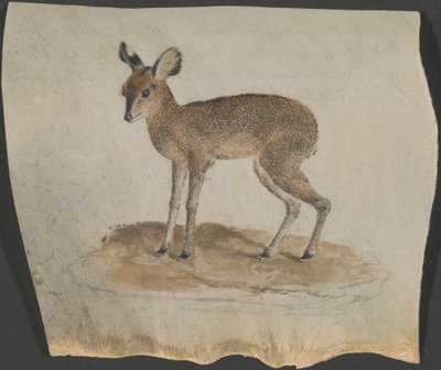 Dik-dik door James Bruce