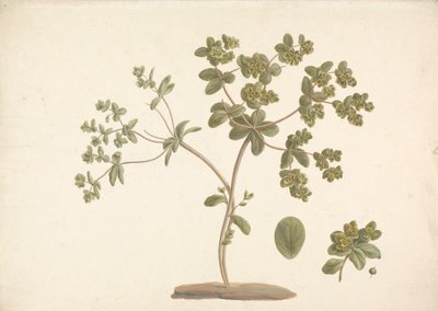 Euphorbia helioscopia L. (Zonnekruid): tekening van bloeiende plant met details van bloemen, blad en vrucht door James Bruce