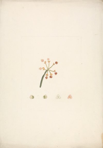 Euphorbia nubica N.E. Br. (Nubische wolfsmelk): afgewerkte tekening van bloeiende en vruchtende scheut, met details van bloemdissecties door James Bruce