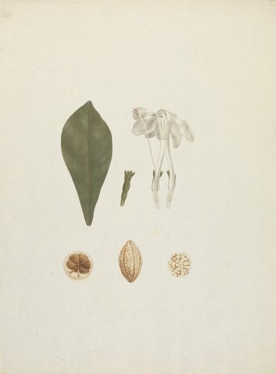 Gardenia ternifolia Schum. & Thonn. (Jovis-Tonantis): afgewerkte tekening met extra detail van fruit door James Bruce
