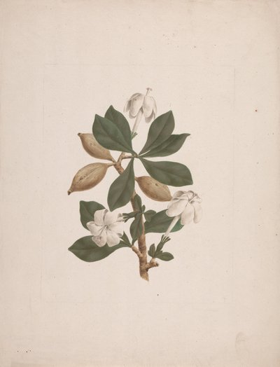 Gardenia ternifolia Schum. & Thonn. (Wilde Gardenia): afgewerkte tekening door James Bruce