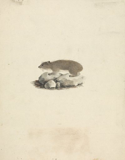 Heterohyrax brucei (Geel-gevlekte Rotsklipdas) door James Bruce