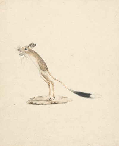 Jerboa door James Bruce