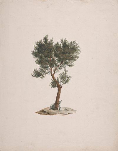 Juniperus procera Endl. (Afrikaanse potloodceder): afgewerkte tekening van de boom door James Bruce