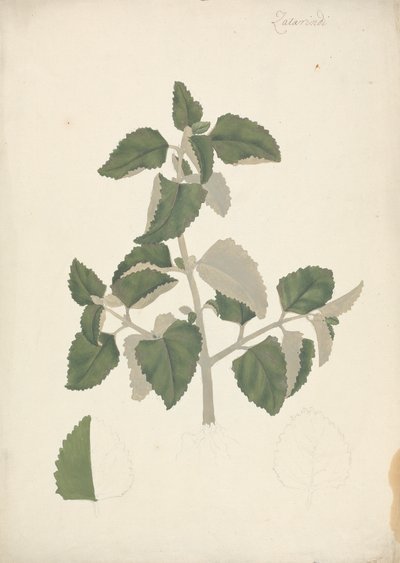 Labiatae (onbepaalde soort): afgewerkte tekening van een bladrijke scheut, zonder bloemen door James Bruce