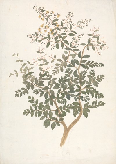 Lawsonia inermis L. (Henna): afgewerkte tekening van een bloeiende bladrijke scheut door James Bruce