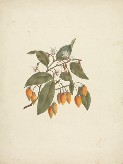Mimusops kummel A. DC.: afgewerkte tekening met enkele bloemen door James Bruce