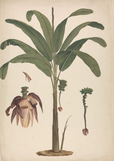 Musa x sapientum L. (Banaan): afgewerkte tekening met details van bloeiwijze door James Bruce