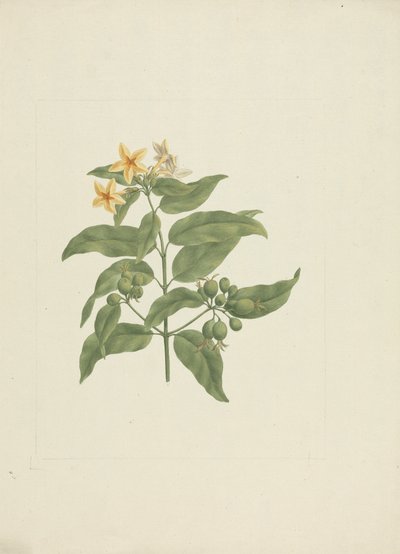 Mussaenda arcuata Lam. ex Poir.: afgewerkte tekening zonder details door James Bruce