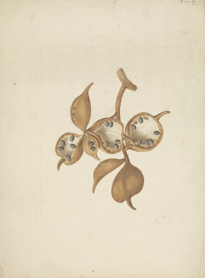 Sterculia africana (Lour.) Fiori: afgewerkte tekening van stam met zaaddozen, sommige open met zaden door James Bruce