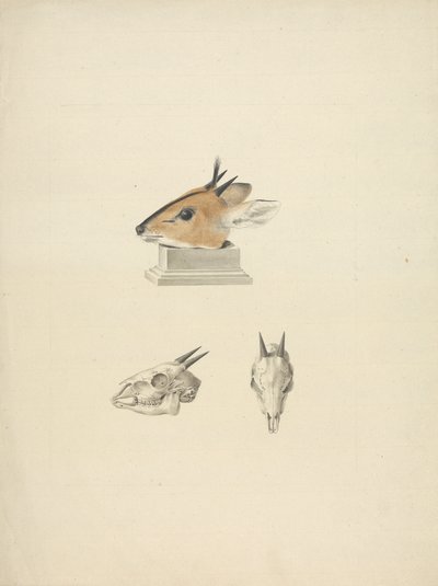 Ongeïdentificeerde Madoqua (Dik-dik): studie van hoofd en schedel door James Bruce