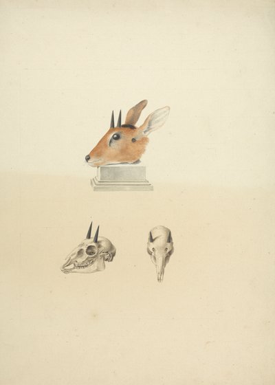Ongeïdentificeerde Madoqua (Dik-dik): studie van hoofd en schedel door James Bruce