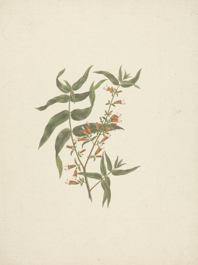 Woodfordia uniflora (A. Rich.) Koehne: afgewerkte tekening van bloeiende scheut door James Bruce