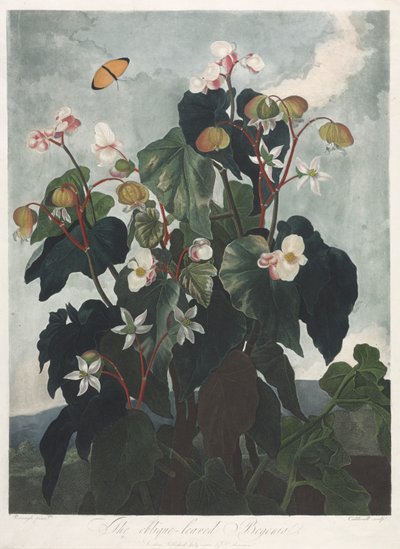 De Tempel van Flora, of Tuin van de Natuur: De Scheefbladige Begonia door James Caldwall