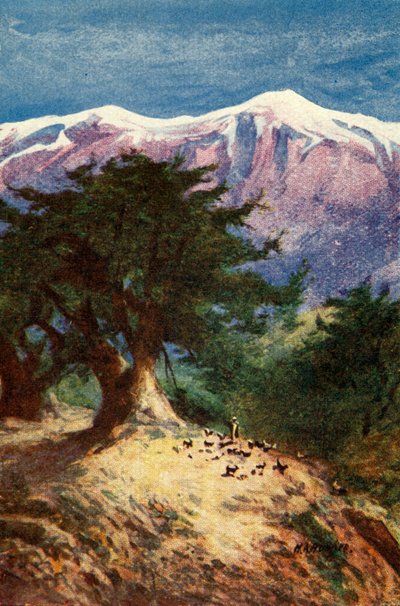 Ceders van Libanon - Matt. xii. 33, ca. 1924. Makers: James Clark, Henry A Harper door James Clark and Henry A Harper