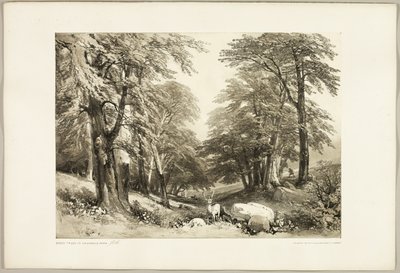 Beukenbomen in Arundale Park, uit Het Park en het Bos door James Duffield Harding