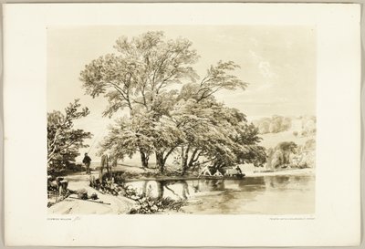 Gewone Wilg, uit Het Park en het Bos door James Duffield Harding