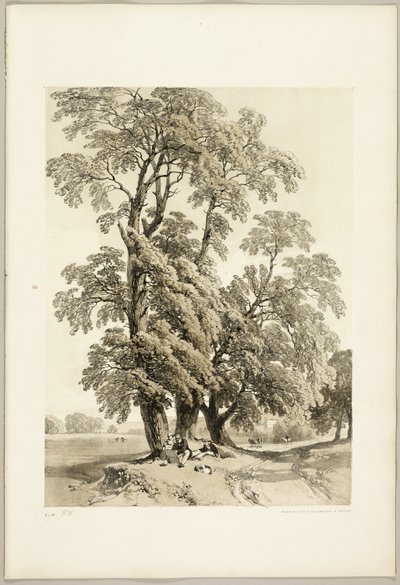 Iep, uit Het Park en het Bos door James Duffield Harding