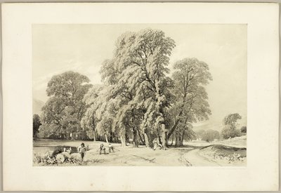 Platanen, uit Het park en het bos door James Duffield Harding