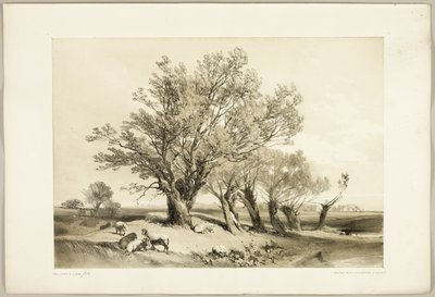 Knotwilg, uit Het Park en het Bos door James Duffield Harding