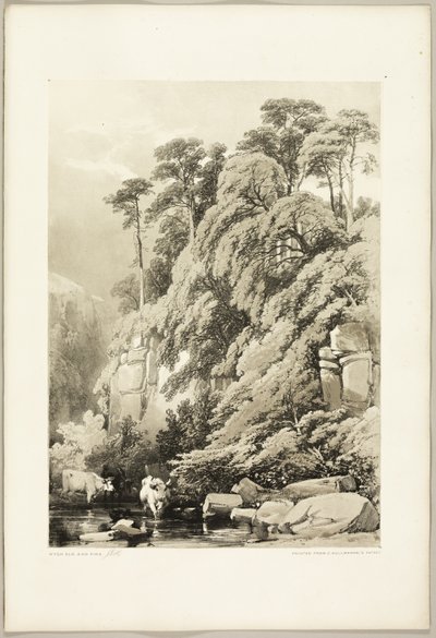 Wych Elm en Sparren, uit Het Park en het Bos door James Duffield Harding