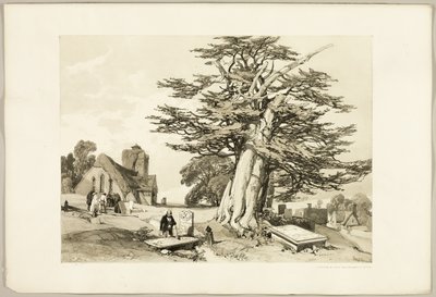 Taxus, uit Het Park en het Bos door James Duffield Harding