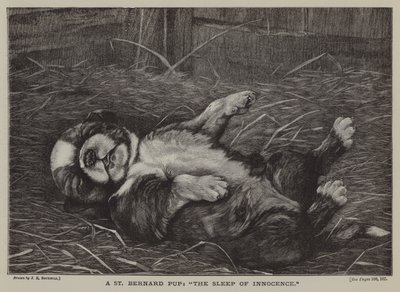 Een St. Bernard pup: de slaap van onschuld door James E. Bourhill