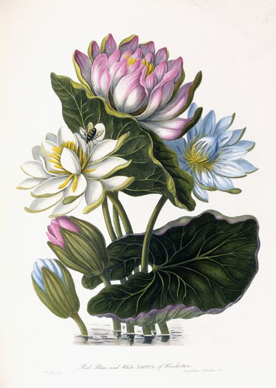Rode, blauwe en witte lotus van Hindostan, 1781 door James Forbes