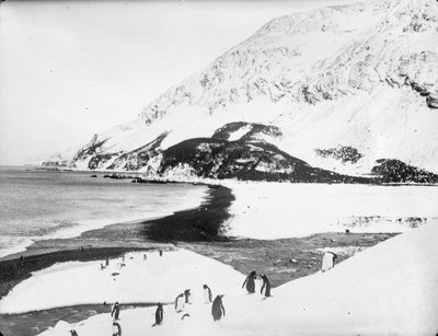 Een uitzicht langs de kust met pinguïns op de voorgrond, Zuid-Georgië door James Francis Hurley
